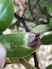 Exobasidium arctostaphyli