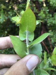 Arctostaphylos pechoensis