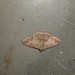 Ericeia