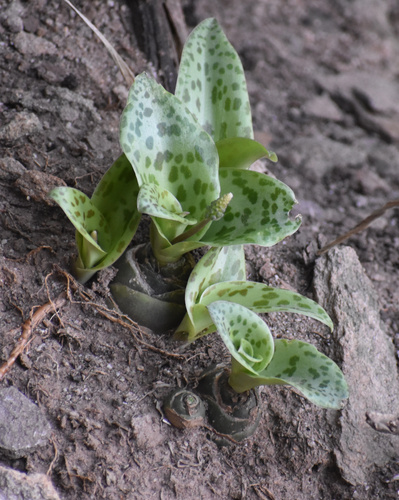 Image of Resnova humifusa by (c) Sunčana Bradley, some rights reserved (CC BY)