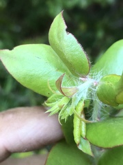 Arctostaphylos pechoensis
