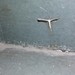 Pterophorinae