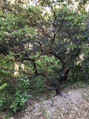 Arctostaphylos pechoensis