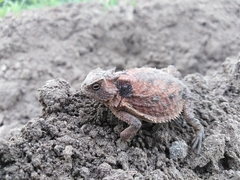 Phrynosoma braconnieri