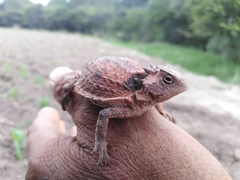 Phrynosoma braconnieri