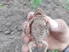 Phrynosoma braconnieri