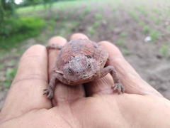 Phrynosoma braconnieri