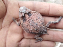 Phrynosoma braconnieri