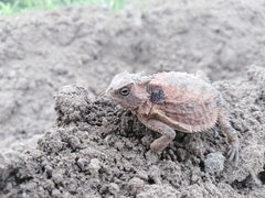 Phrynosoma braconnieri