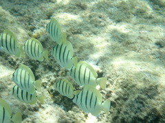 Acanthurus triostegus sandvicensis