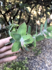 Arctostaphylos pechoensis