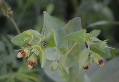 Cerinthe glabra