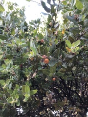 Arctostaphylos pechoensis