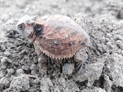 Phrynosoma braconnieri