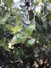 Arctostaphylos pechoensis