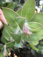 Arctostaphylos pechoensis