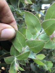 Arctostaphylos pechoensis