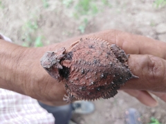 Phrynosoma braconnieri