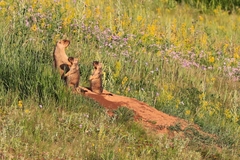 Marmota bobak
