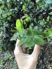 Arctostaphylos pechoensis