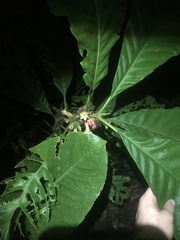 Pentagonia macrophylla