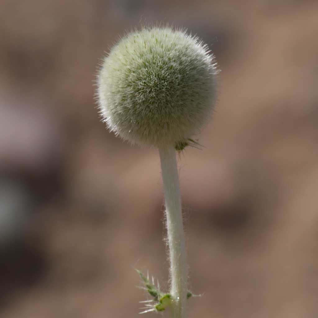 Echinops knorringianus