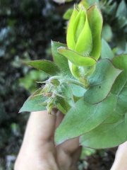 Arctostaphylos pechoensis