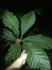 Pentagonia macrophylla