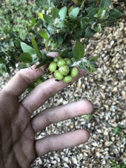 Arctostaphylos pechoensis