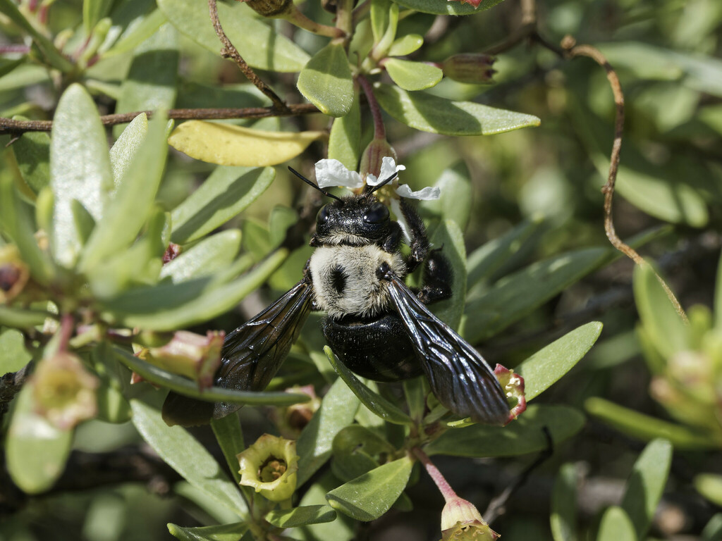 Xylocopa amamensis