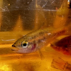 Balston's Pygmy Perch photo 4