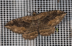 Philereme transversata