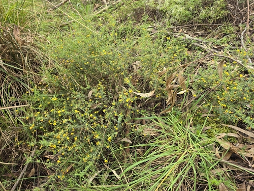 large-leaf eutaxia (Eutaxia diffusa)