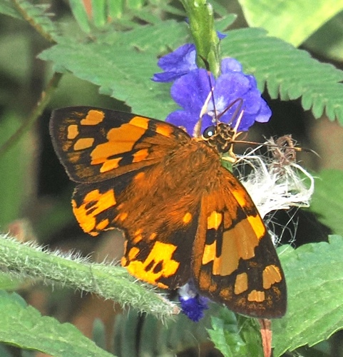 Eastern Sprite