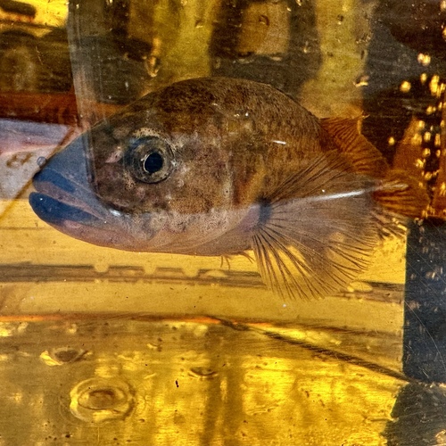 Nightfish (Bostockia porosa) — Percichthyidae — 5