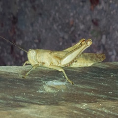 Valanga