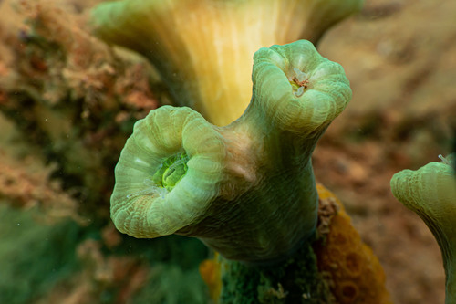Astraeosmilia curvata