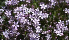 Gypsophila repens