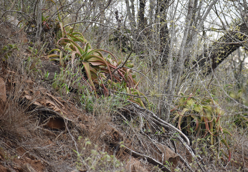 Image of Aloe vanbalenii by (c) Sunčana Bradley, some rights reserved (CC BY)