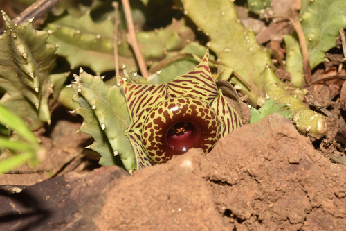 Ceropegia zebrina