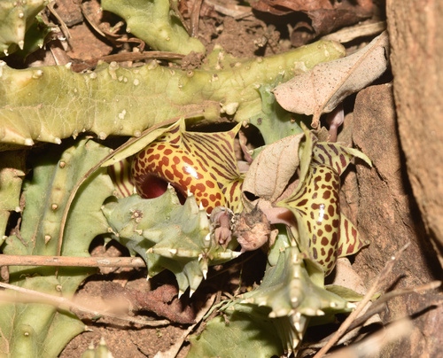 Ceropegia zebrina