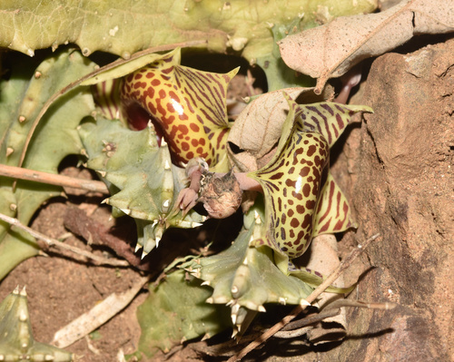 Ceropegia zebrina