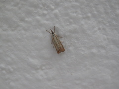 Chrysoteuchia culmella