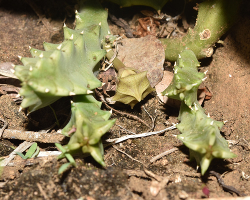 Ceropegia zebrina