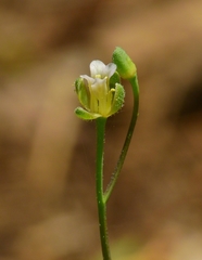 Boechera platysperma
