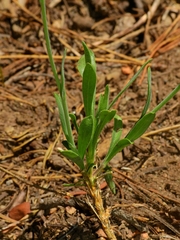 Boechera platysperma