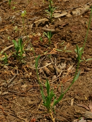 Boechera platysperma