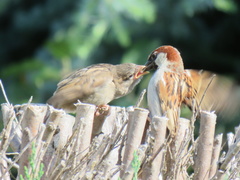 Passer domesticus