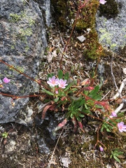 Lewisia columbiana