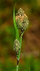 Carex heteroneura